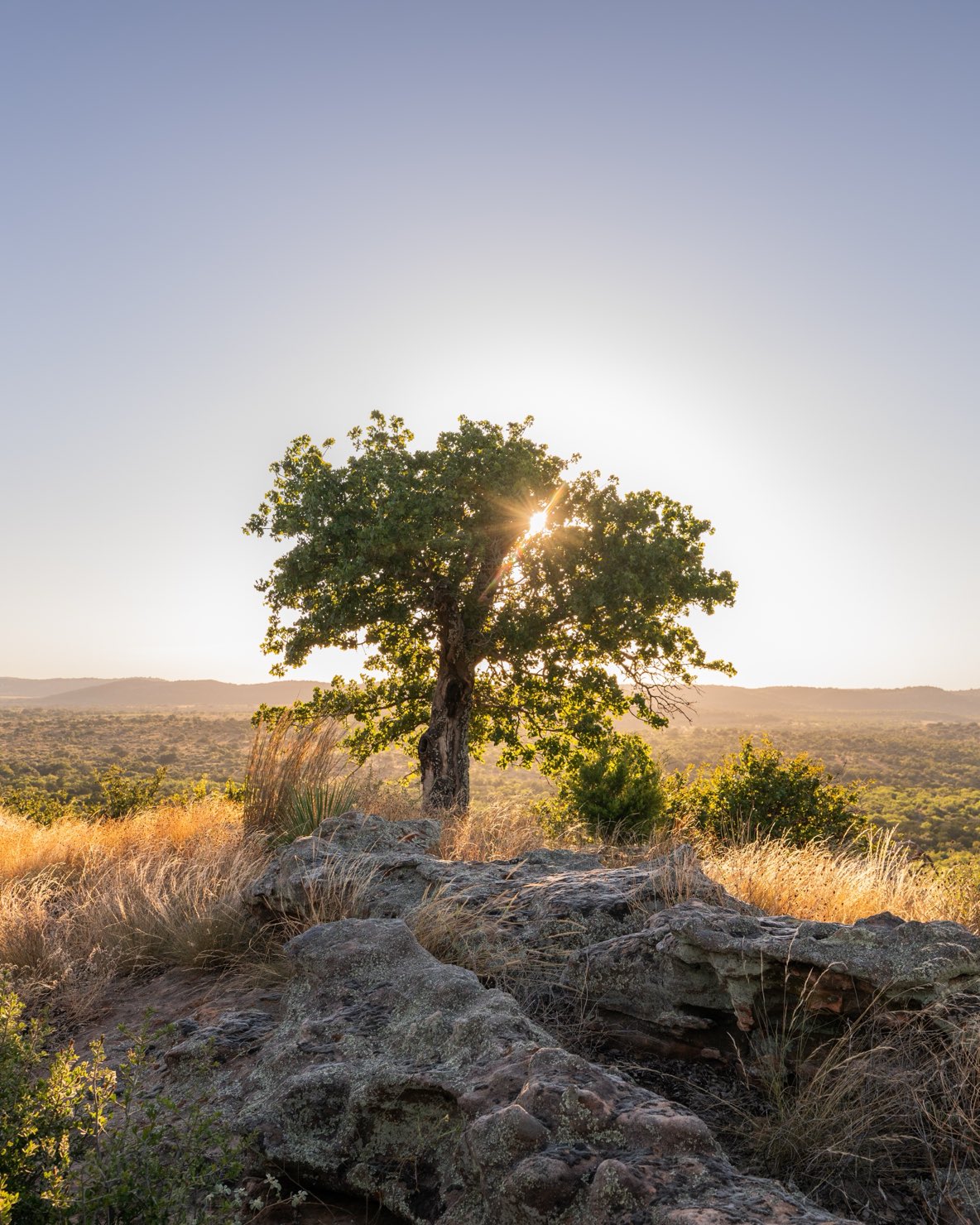 A lone oak on the summit of Packsaddle Mountain at sunset, with the Hill Country behind it